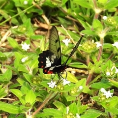 Cressida cressida (Clearwing Swallowtail) at Lucinda, QLD - 16 May 2025 by TerryS