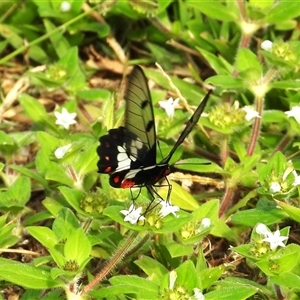 Cressida cressida at Lucinda, QLD - 16 May 2025 by TerryS