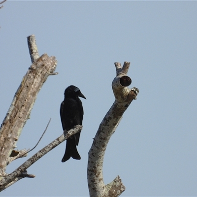 Dicrurus bracteatus (Spangled Drongo) at Lucinda, QLD - 16 May 2025 by TerryS