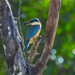 Todiramphus sanctus at Lucinda, QLD - 16 May 2025 by TerryS