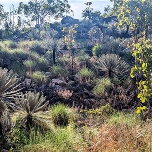 Unverified Other Shrub at Litchfield Park, NT - 11 May 2025 by HelenCross