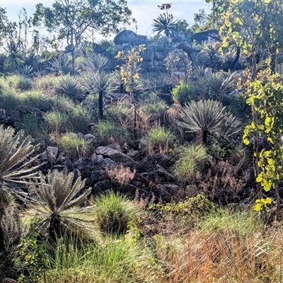 Unverified Other Shrub at Litchfield Park, NT - 11 May 2025 by HelenCross