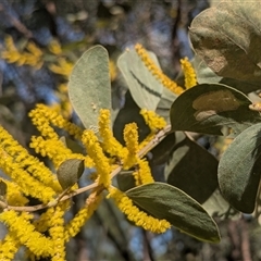 Unverified Wattle at Litchfield Park, NT - 11 May 2025 by HelenCross