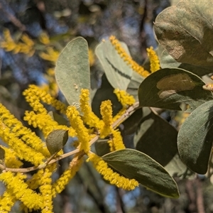 Unverified Wattle at Litchfield Park, NT - 11 May 2025 by HelenCross