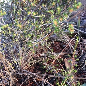 Brachyloma daphnoides at Crowther, NSW - Yesterday by Frecko