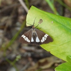 Nyctemera baulus (Asian Magpie Moth) at Lucinda, QLD - 16 May 2025 by TerryS