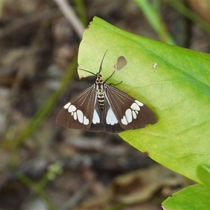Nyctemera baulus (Asian Magpie Moth) at Lucinda, QLD - 16 May 2025 by TerryS