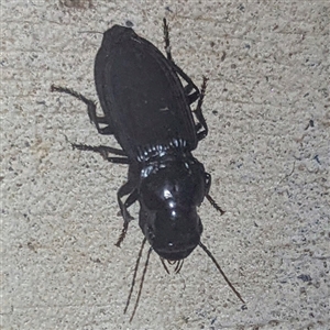 Unverified Beetle (Coleoptera) at Rakula, NT - 11 May 2025 by HelenCross