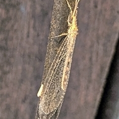 Unverified Lacewing (Neuroptera) at Rakula, NT - 12 May 2025 by HelenCross