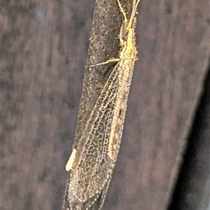 Unverified Lacewing (Neuroptera) at Rakula, NT - 12 May 2025 by HelenCross