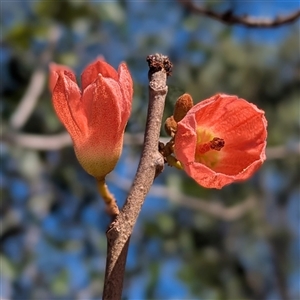Brachychiton megaphyllus at Litchfield Park, NT - 12 May 2025 by HelenCross