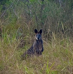 Wallabia bicolor (Swamp Wallaby) at Orangeville, NSW - Yesterday by belleandjason