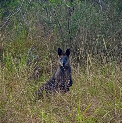 Wallabia bicolor (Swamp Wallaby) at Orangeville, NSW - Yesterday by belleandjason