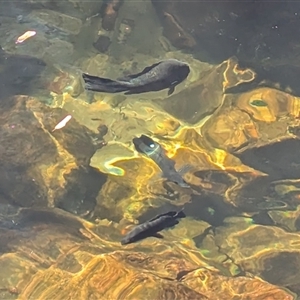 Unverified Native Fish at Litchfield Park, NT - 12 May 2025 by HelenCross