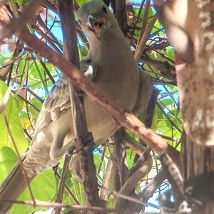 Chlamydera nuchalis at Daly Waters, NT - 13 May 2025 01:27 PM