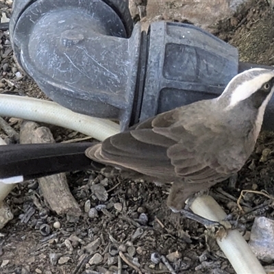 Pomatostomus temporalis rubeculus (Grey-crowned Babbler) at Daly Waters, NT - 13 May 2025 by HelenCross