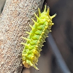 Doratifera quadriguttata at Nitmiluk, NT - 14 May 2025 by HelenCross