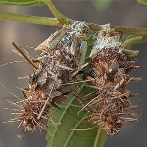 Unverified Case moth (Psychidae) at Nitmiluk, NT - 14 May 2025 by HelenCross