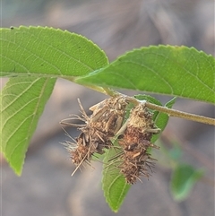 Psychidae (family) IMMATURE at Nitmiluk, NT - 14 May 2025 11:38 AM