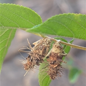 Psychidae (family) IMMATURE at Nitmiluk, NT - 14 May 2025 11:38 AM