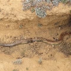 Austrelaps ramsayi (Highlands Copperhead) at Dry Plain, NSW - 4 Oct 2024 by AndyRoo