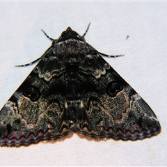 Donuca spectabilis (White-Spotted Owl Moth) at Longreach, QLD - 31 Oct 2009 by PJH123