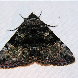 Unverified Noctuoid moth (except Arctiinae) at Longreach, QLD - 31 Oct 2009 by PJH123
