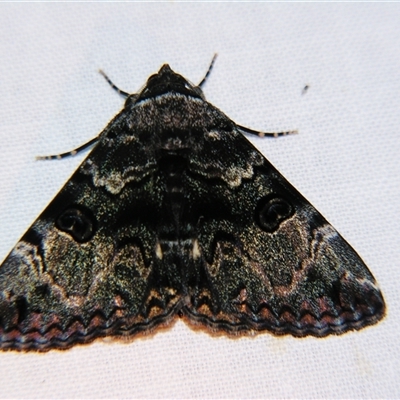 Donuca spectabilis (White-Spotted Owl Moth) at Longreach, QLD - 31 Oct 2009 by PJH123