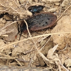 Ptomaphila lacrymosa (Carrion Beetle) at Dry Plain, NSW - 4 Oct 2024 by AndyRoo