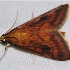 Ostrinia furnacalis (Asian Corn Borer) at Longreach, QLD - 31 Oct 2009 by PJH123