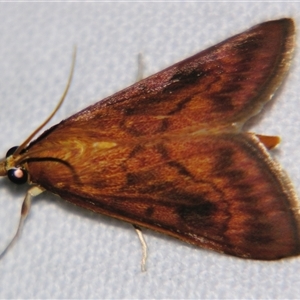 Unverified Pyralid or Snout Moth (Pyralidae & Crambidae) at Longreach, QLD - 31 Oct 2009 by PJH123