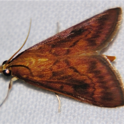 Ostrinia furnacalis (Asian Corn Borer) at Longreach, QLD - 31 Oct 2009 by PJH123