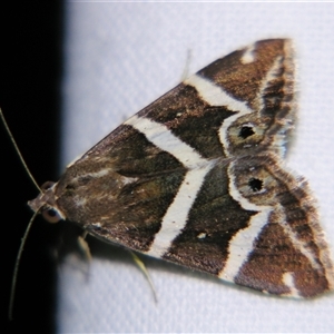 Grammodes pulcherrima at Longreach, QLD - 31 Oct 2009 by PJH123