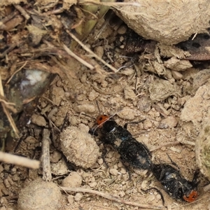 Creophilus erythrocephalus at Dry Plain, NSW - 4 Oct 2024 by AndyRoo