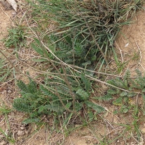 Achillea millefolium at Dry Plain, NSW - 4 Oct 2024 by AndyRoo