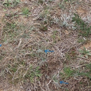 Tragopogon dubius at Dry Plain, NSW - 4 Oct 2024 by AndyRoo