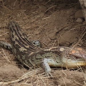 Tiliqua nigrolutea at Dry Plain, NSW - 4 Oct 2024 by AndyRoo