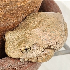 Litoria peronii at Toronto, NSW - 27 May 2025 by Carloz