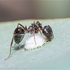 Formicidae (family) (Unidentified ant) at Strathnairn, ACT - 20 May 2025 by Cristy1676