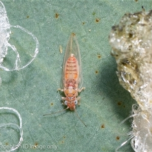 Unverified Leafhopper or planthopper (Hemiptera, several families) at Strathnairn, ACT - 20 May 2025 by Cristy1676