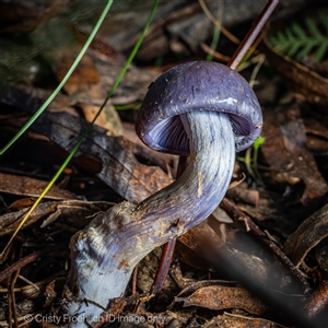 Unverified Cap on a stem; gills below cap [mushrooms or mushroom-like] at Paddys River, ACT - 25 May 2025 by Cristy1676