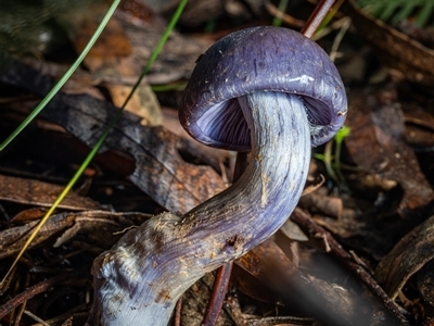 Cortinarius sp. - lilac, blue(ish), purple(ish) at Paddys River, ACT - 25 May 2025 by Cristy1676