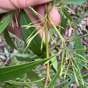 Dodonaea triquetra at Caparra, NSW - 25 May 2025 by maznee