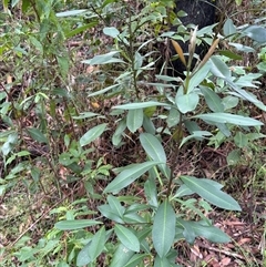 Tristaniopsis laurina at Caparra, NSW - 25 May 2025 by maznee