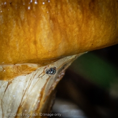 Unverified Other Invertebrate at Kambah, ACT - 25 May 2025 by Cristy1676