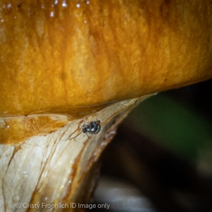 Unverified Other Invertebrate at Kambah, ACT - 25 May 2025 by Cristy1676