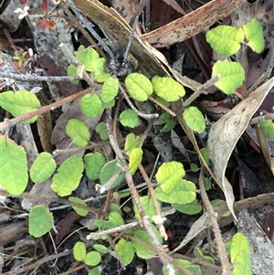Unverified Plant at Crowther, NSW - Yesterday by Frecko