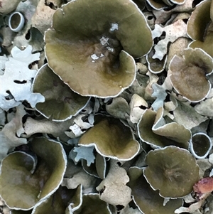 Unverified Lichen at Crowther, NSW - Yesterday by Frecko