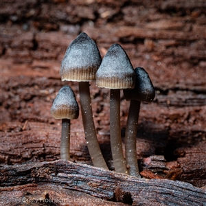 Unverified Cap on a stem; gills below cap [mushrooms or mushroom-like] at Kambah, ACT - 25 May 2025 by Cristy1676