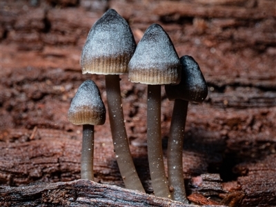 Mycena sp. (Mycena) at Kambah, ACT - 25 May 2025 by Cristy1676